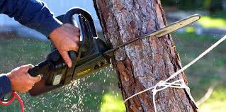 Professional Tree Removal and Landscaping Services in Onarga, IL